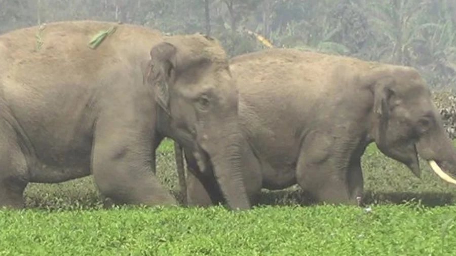 Wild elephant attacks leave two dead in Sherpur