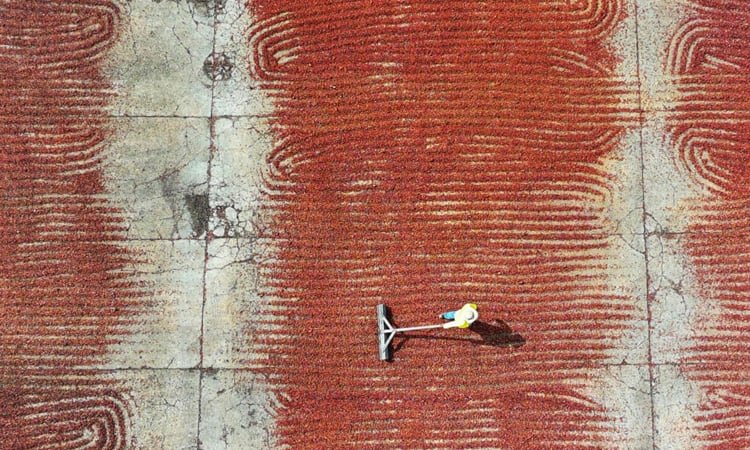 Better than gold: how Ecuador cashed in on surging cocoa prices